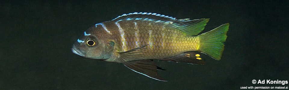 Cynotilapia sp. 'lion chinyankwazi' Chinyankwazi Island