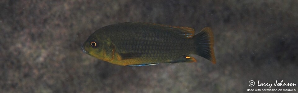 Iodotropheus sprengerae 'Chinyankwazi Island'
