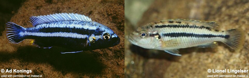 Melanochromis heterochromis 'Chinyankwazi Island'
