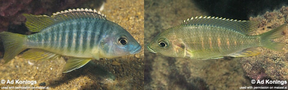 Placidochromis sp. 'chinyankwazi' Chinyankwazi Island