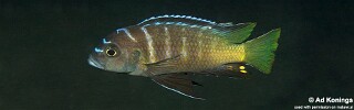Cynotilapia sp. 'lion chinyankwazi' Chinyankwazi Island.jpg