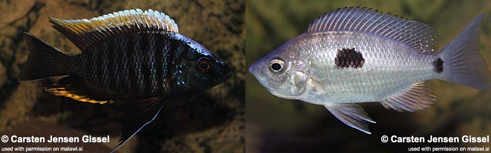 Copadichromis geertsi 'Chiofu'