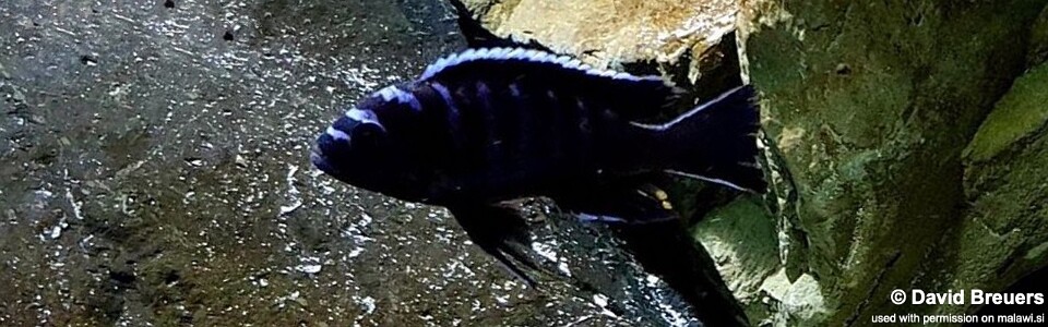 Cynotilapia afra 'Chiofu'