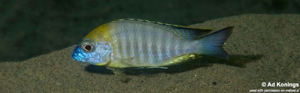 Lethrinops sp. 'yellow collar' Chiofu Bay