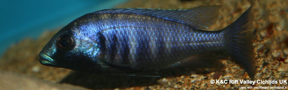 Placidochromis electra 'Chiofu'