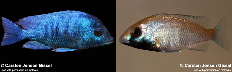 Placidochromis sp. 'phenochilus gissel' Chiofu Bay