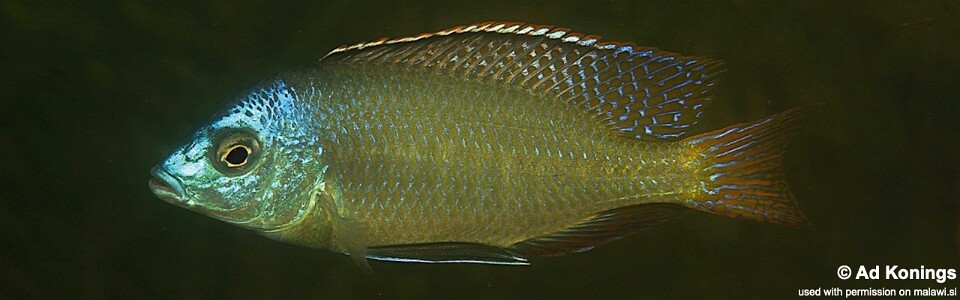 Protomelas labridens 'Chiofu Bay'