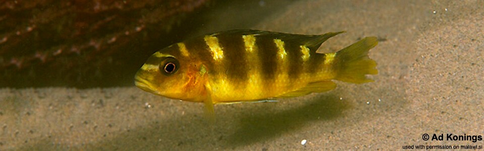 Pseudotropheus crabro 'Chiofu Bay'