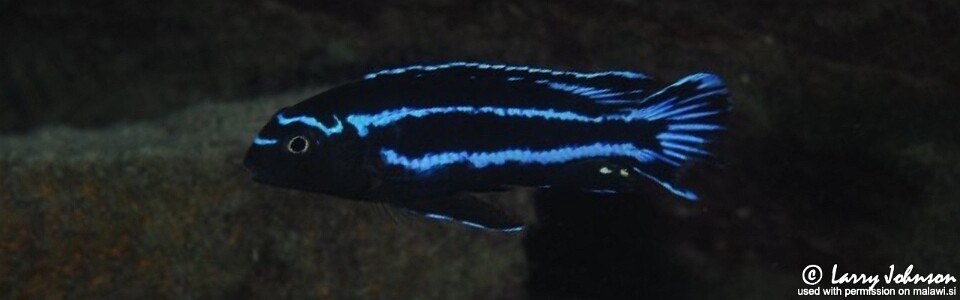 Pseudotropheus johannii 'Chiofu'