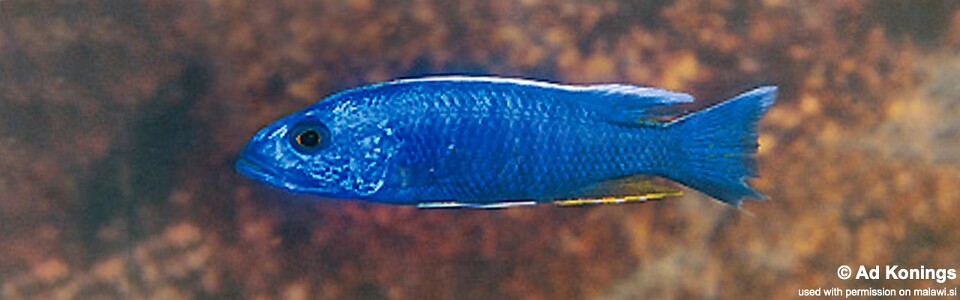 Sciaenochromis fryeri 'Chiofu'