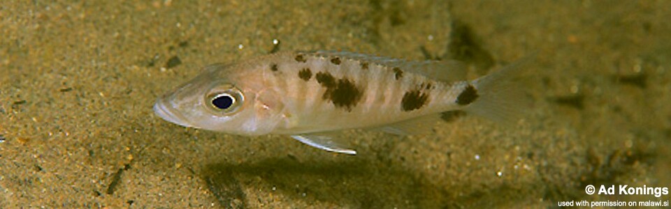 Stigmatochromis melanchros 'Chiofu Bay'