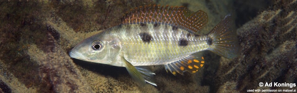 Stigmatochromis pholidophorus 'Chiofu Bay'