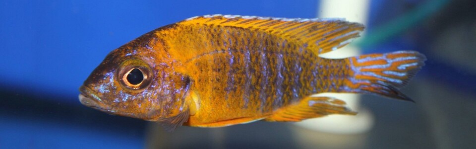 Aulonocara sp. 'stuartgranti maleri' Chipoka