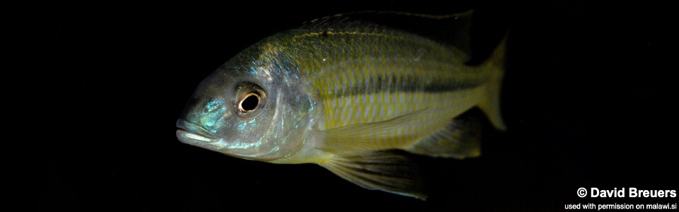 Nyassachromis nigritaeniatus 'Chipoka'