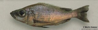 Diplotaxodon altus 'Chipoka'.jpg