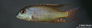 Lethrinops marginatus 'Chipoka'.jpg