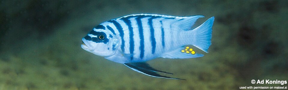 Maylandia fainzilberi 'Chirwa Island'<br><font color=gray>Metriaclima fainzilberi 'Chirwa Island'<br>Metriaclima sp. 'zebra chilumba' Chirwa Island</font> 