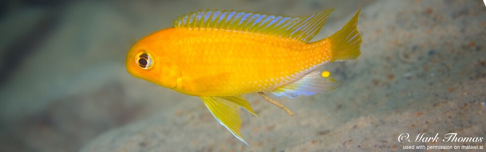 Tropheops macrophthalmus 'Chirwa Island'