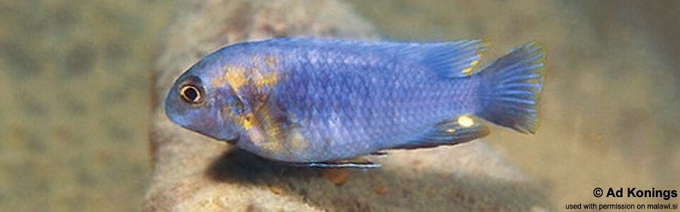 Tropheops sp. 'weed' Chirwa Island