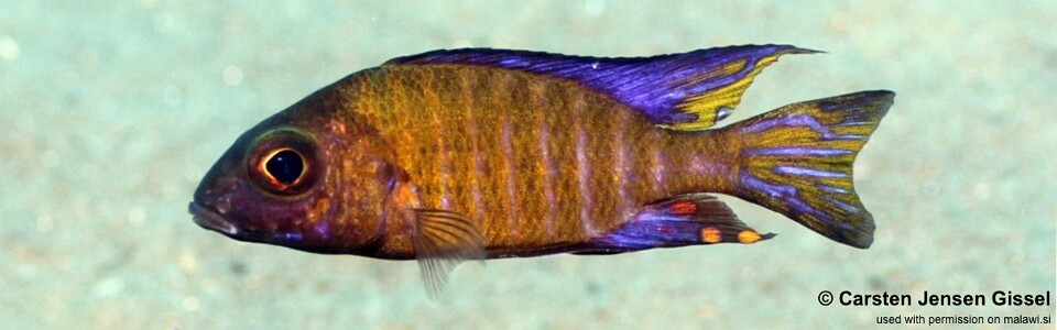 Aulonocara ethelwynnae 'Chitande Island'