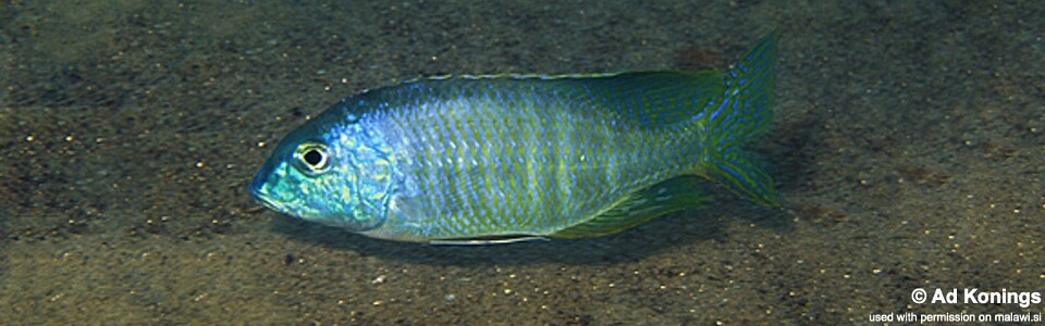 Lethrinops furcifer 'Chitande Island'