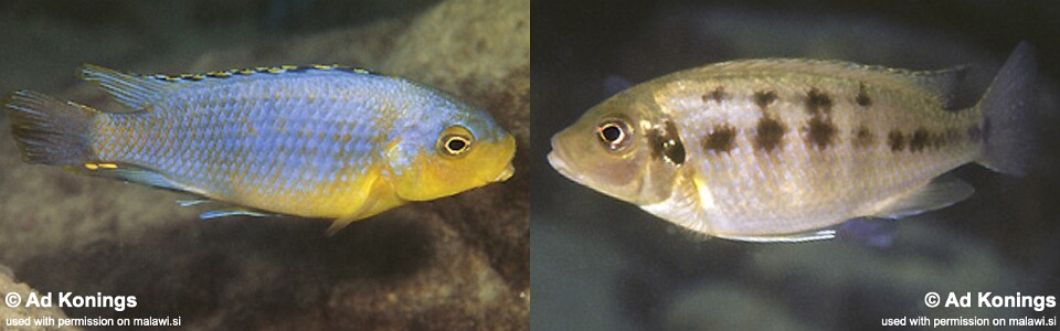 Petrotilapia genalutea 'Chitande Island'<br><font color=gray>Petrotilapia sp. 'chitande' Chitande Island</font>