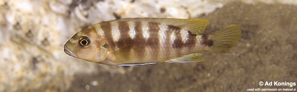 Pseudotropheus sp. 'crabro blue' Chitande Island