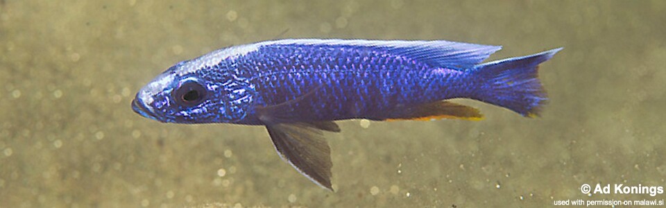 Sciaenochromis fryeri 'Chitande Island'
