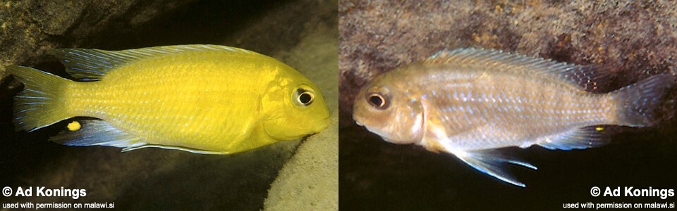 Tropheops macrophthalmus 'Chitande Island'