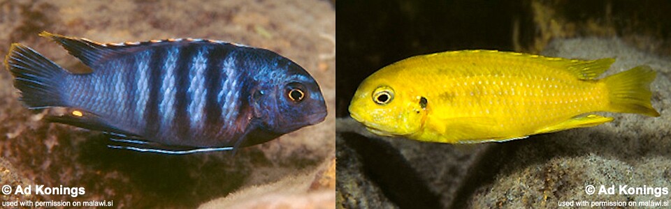 Tropheops sp. 'chilumba' Chitande Island