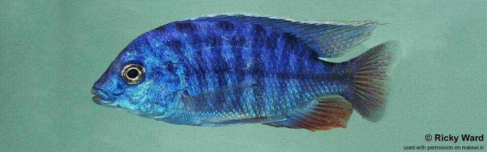 Protomelas taeniolatus 'Chitedze Rock'