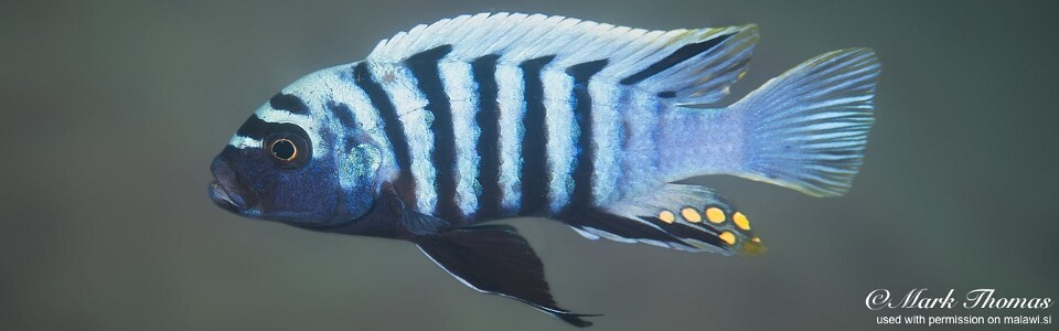 Cynotilapia zebroides 'Chitende Cove'