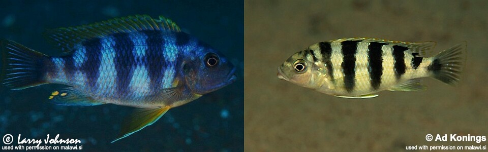 Petrotilapia sp. 'chitimba' Chitimba Bay