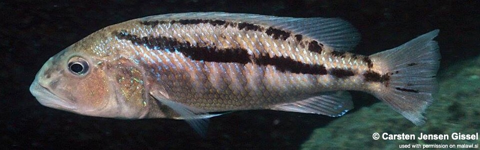 Aristochromis christyi 'Chiwi Rock'