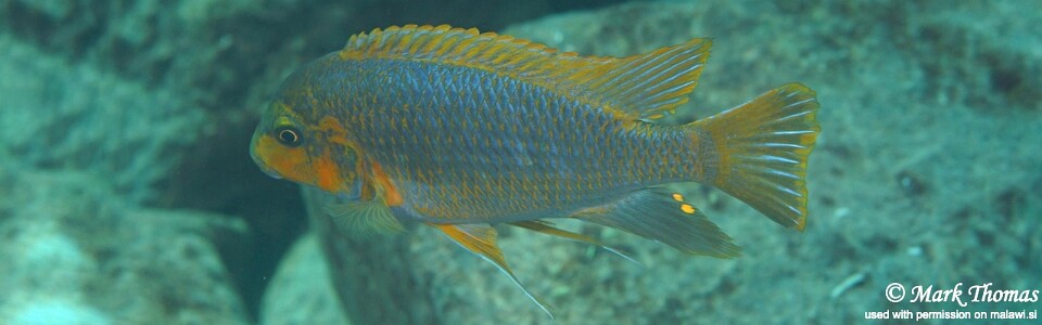 Petrotilapia palingnathos 'Chiwi Rock'