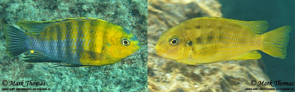 Tropheops sp. 'red cheek' Chiwi Rocks