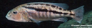 Aristochromis christyi 'Chiwi Rock'.jpg