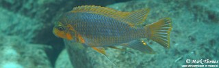 Petrotilapia palingnathos 'Chiwi Rock'.jpg