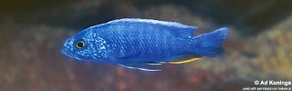 Sciaenochromis fryeri 'Chiwi Rocks'.jpg