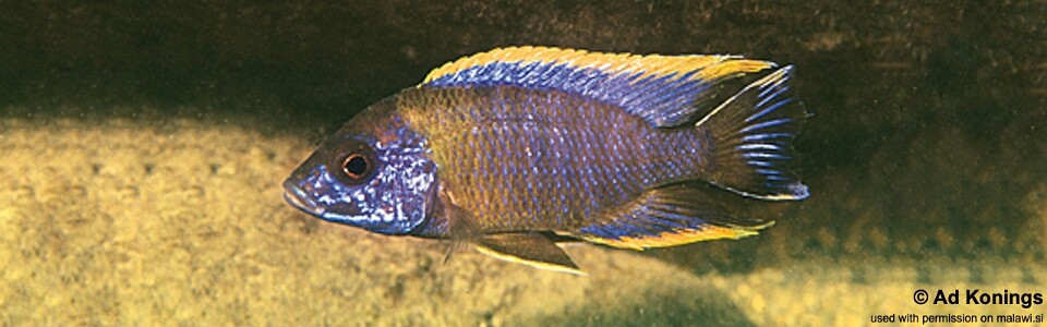 Aulonocara sp. 'lwanda' Chiwindi