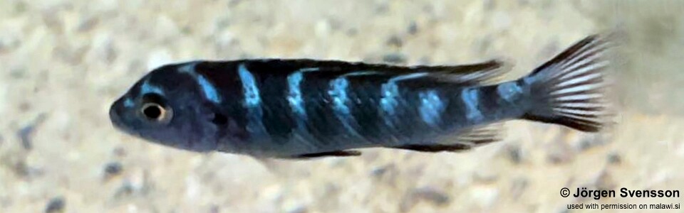 Chindongo elongatus 'Chiwindi'