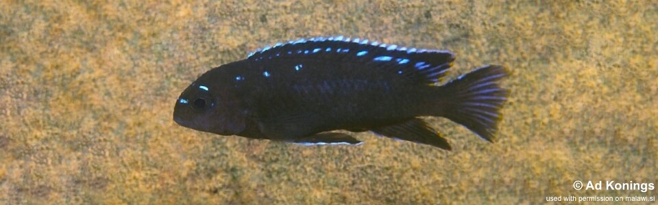 Chindongo sp. 'elongatus spot' Chiwindi