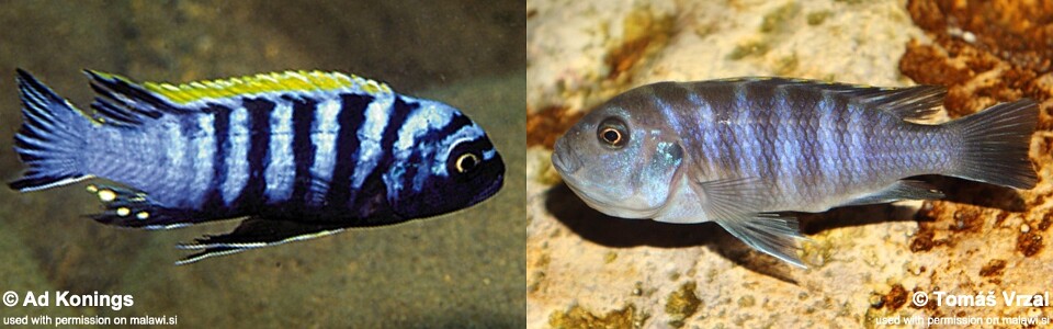 Cynotilapia zebroides 'Chiwindi'