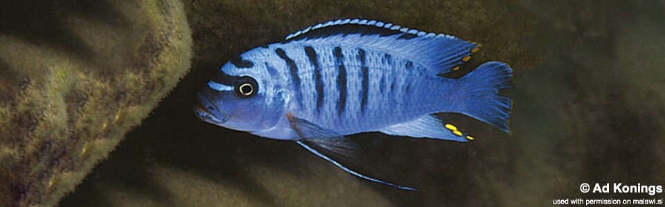 Maylandia fainzilberi 'Chiwindi'<br><font color=gray>Metriaclima fainzilberi 'Chiwindi'</font> 