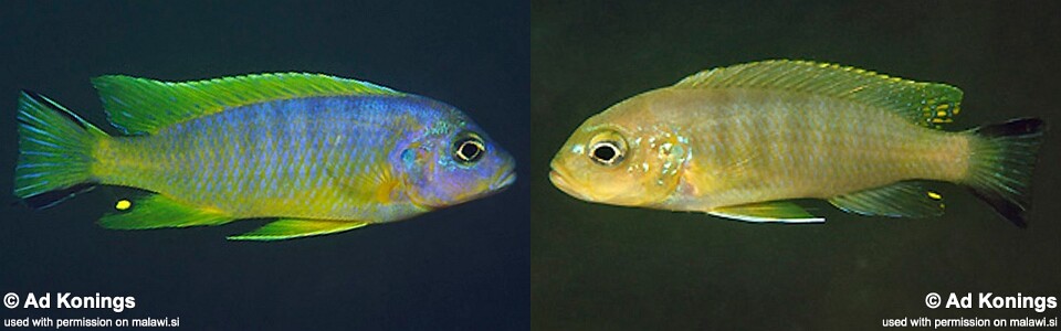 Maylandia sp. 'daktari' Chiwindi<br><font color=gray>Metriaclima sp. 'daktari' Chiwindi</font> 