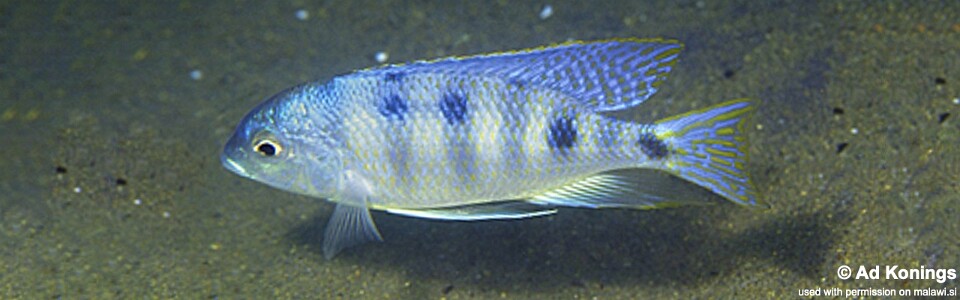 Mylochromis ericotaenia 'Chiwindi'