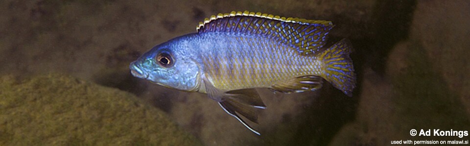 Mylochromis sp. 'lateristriga makanjila' Chiwindi