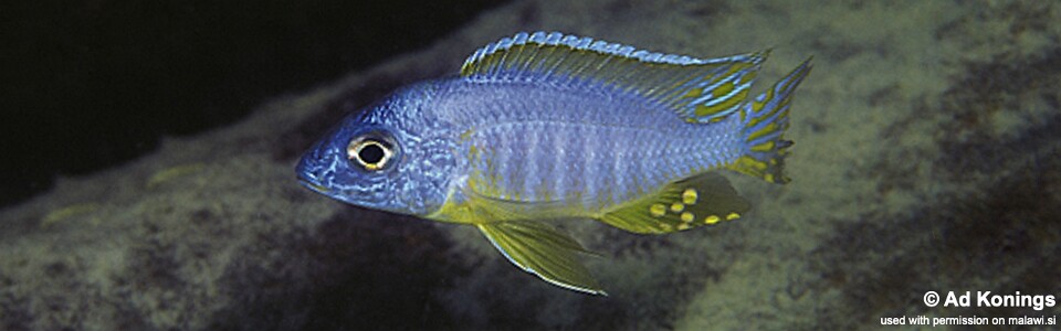 Aulonocara korneliae 'Chizumulu Island'