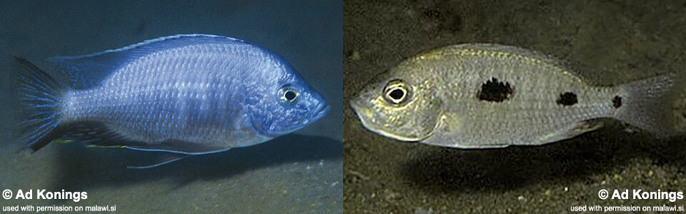 Copadichromis chizumuluensis 'Chizumulu Island'