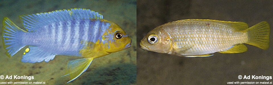 Maylandia hajomaylandi 'Chizumulu Island'<br><font color=gray>Metriaclima hajomaylandi 'Chizumulu Island'<br></font>